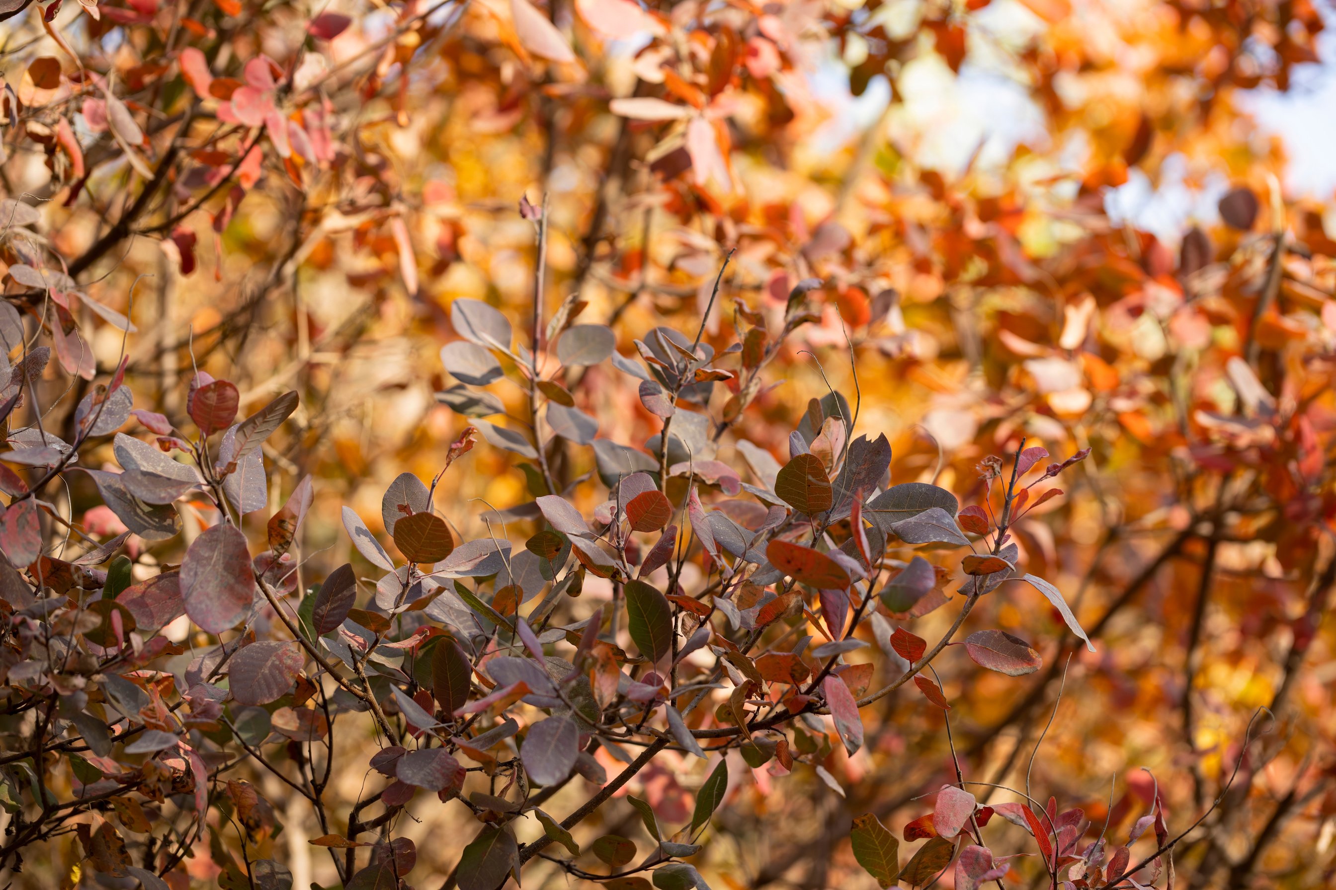 Autumn leaves nature background.