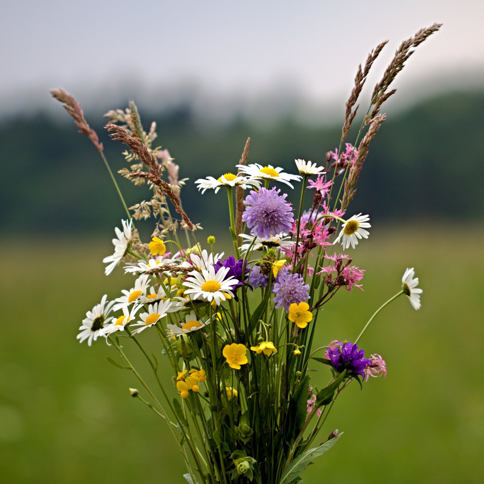 Bouquet of Wild Flowers Outdoors