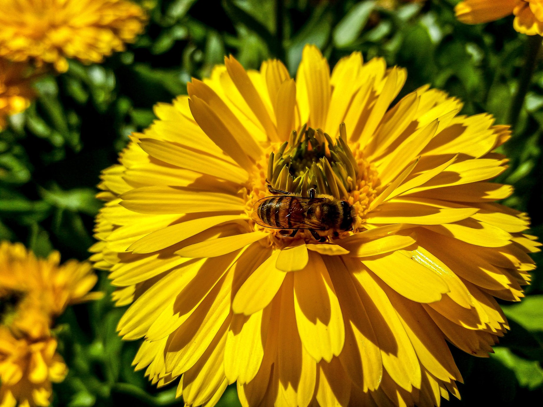 bee pollinating