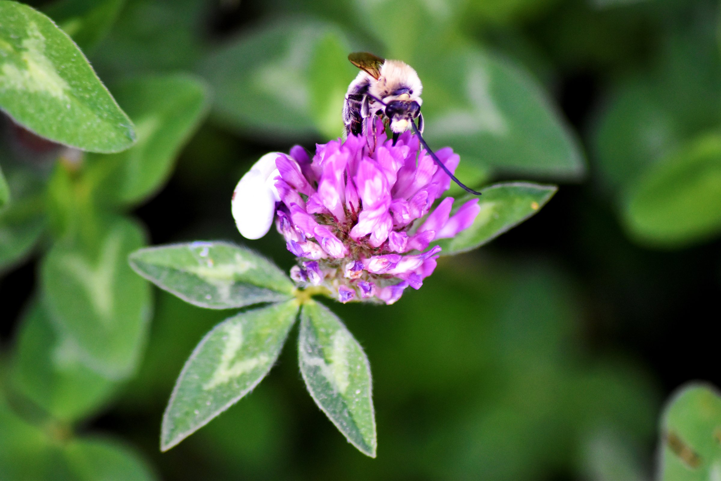 Bee Pollinating